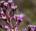 Hairy chaffhead